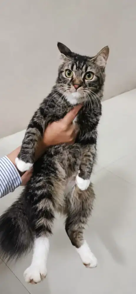 KUCING PERSIA BETINA