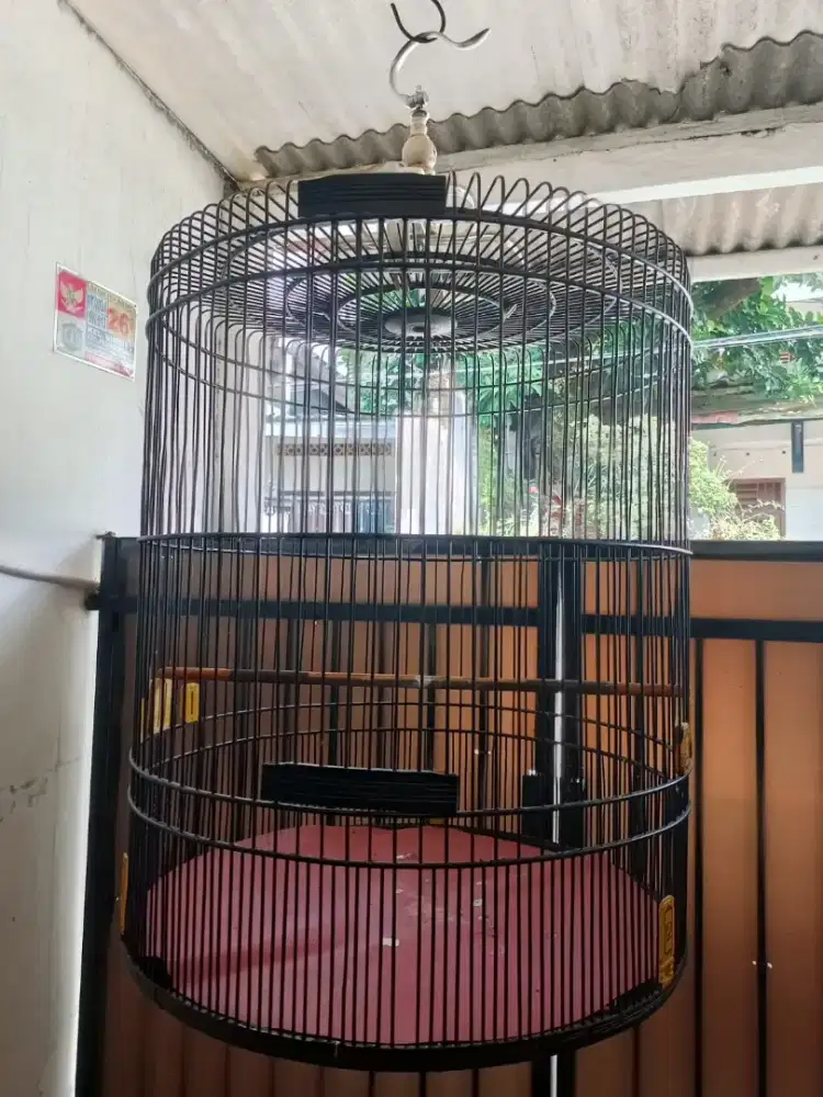 Kandang Muray Nomor 1 Ebod Jaya