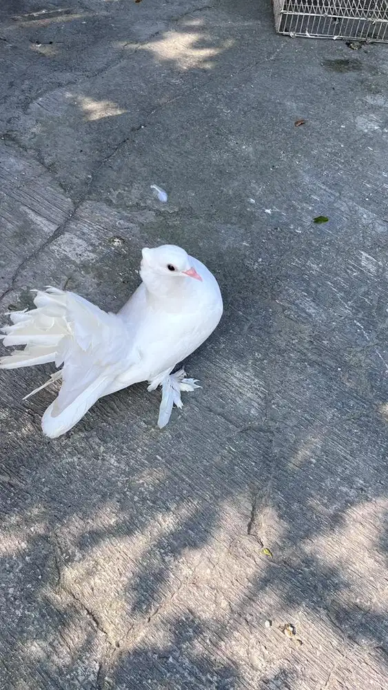 Merpati putih kipas