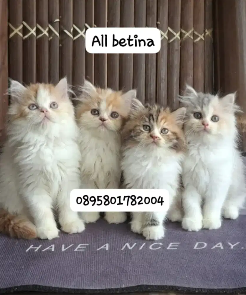 Anak kucing anggora/kitten persia betina /kucing persia betina