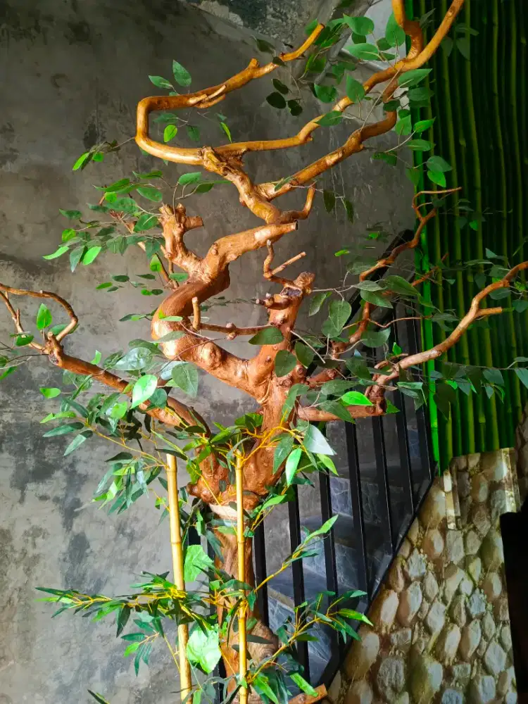 Pohon cemara tua sudah di pernis, kuat awet n alot