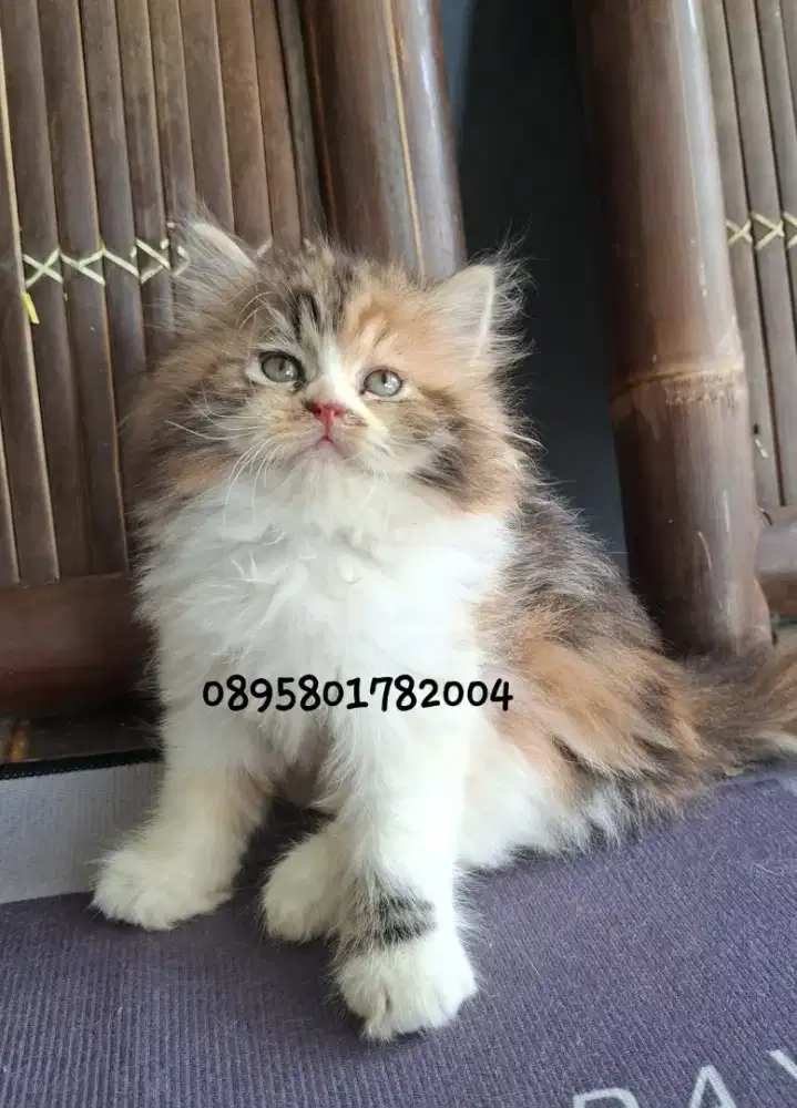 Anak kucing anggora/kitten flatnose betina/kucing persia  betina