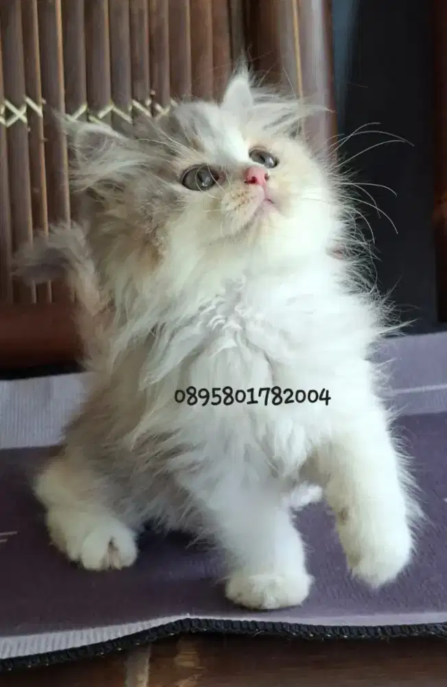 kucing anggora/ kitten betina/kucing persia betina