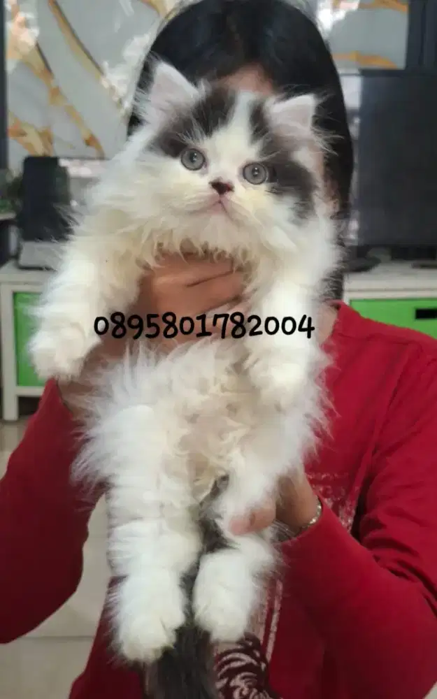 Anak kucing persia l/kitten persia jantan/kucing persia betina