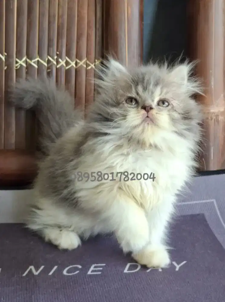 Anak kucing persia /kitten persia flatnose /kucing persia  jantan