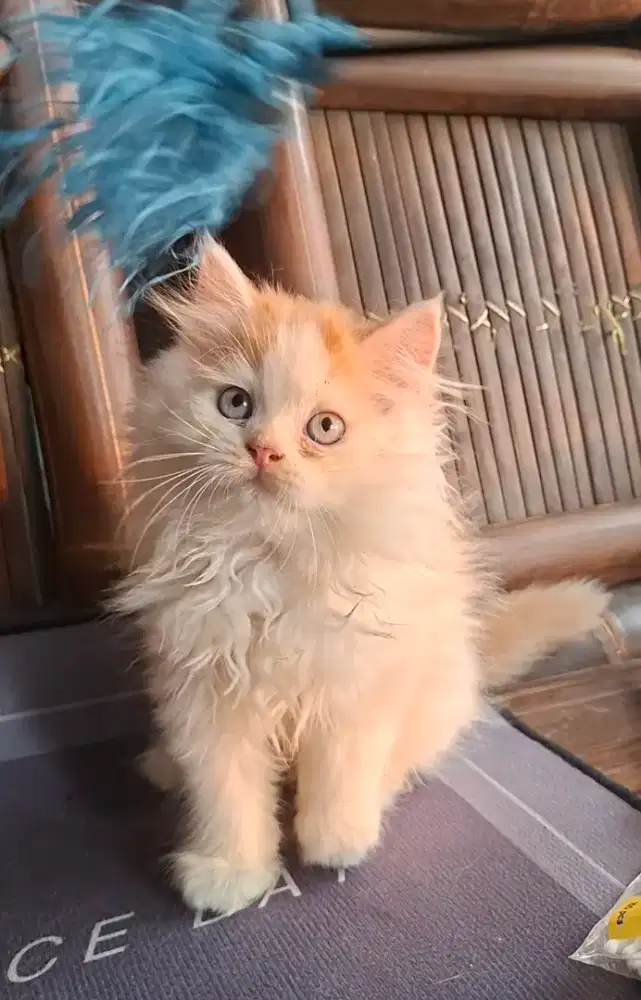 kucing persia jantan /kitten.persia jantan
