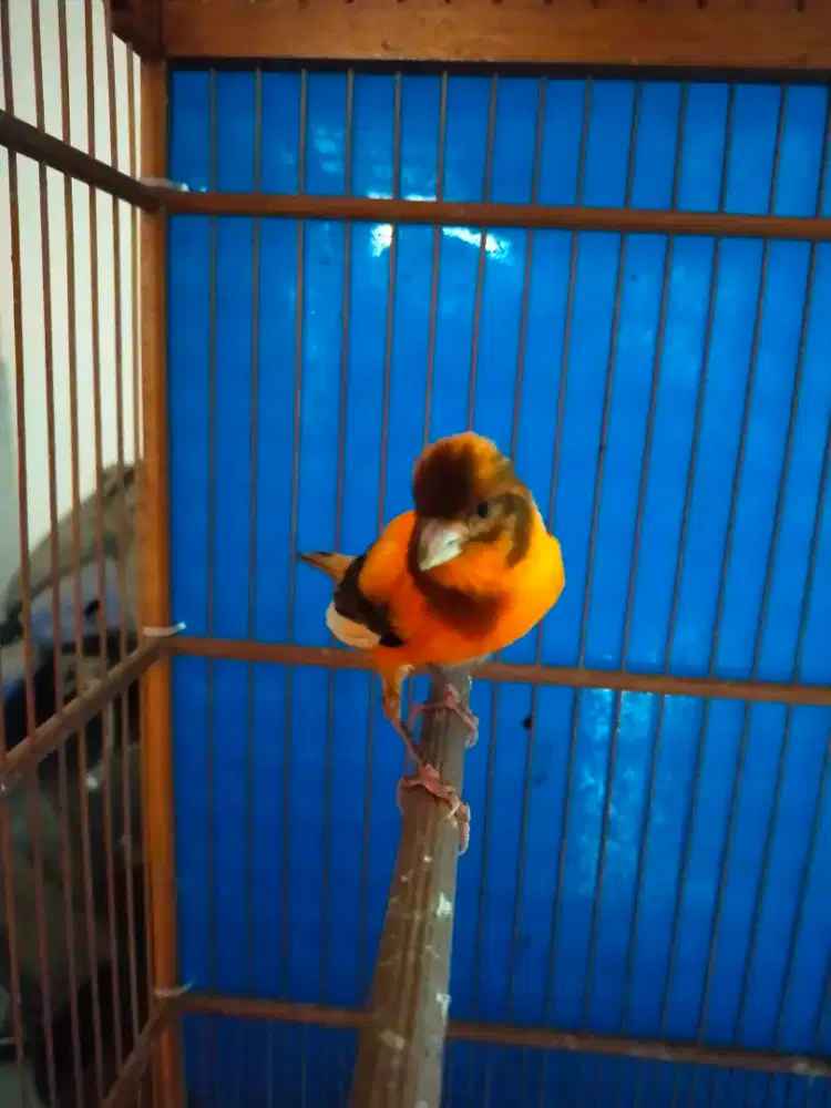 Burung kenari bon orange jantan gacor