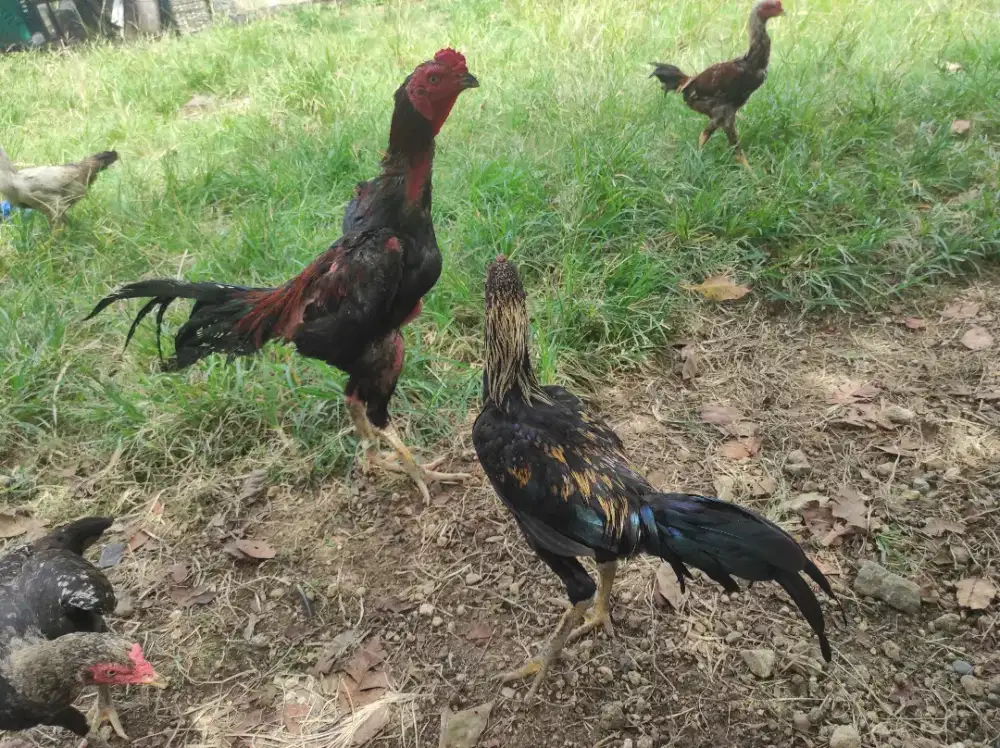 Ayam Pakhoy mix Mangon