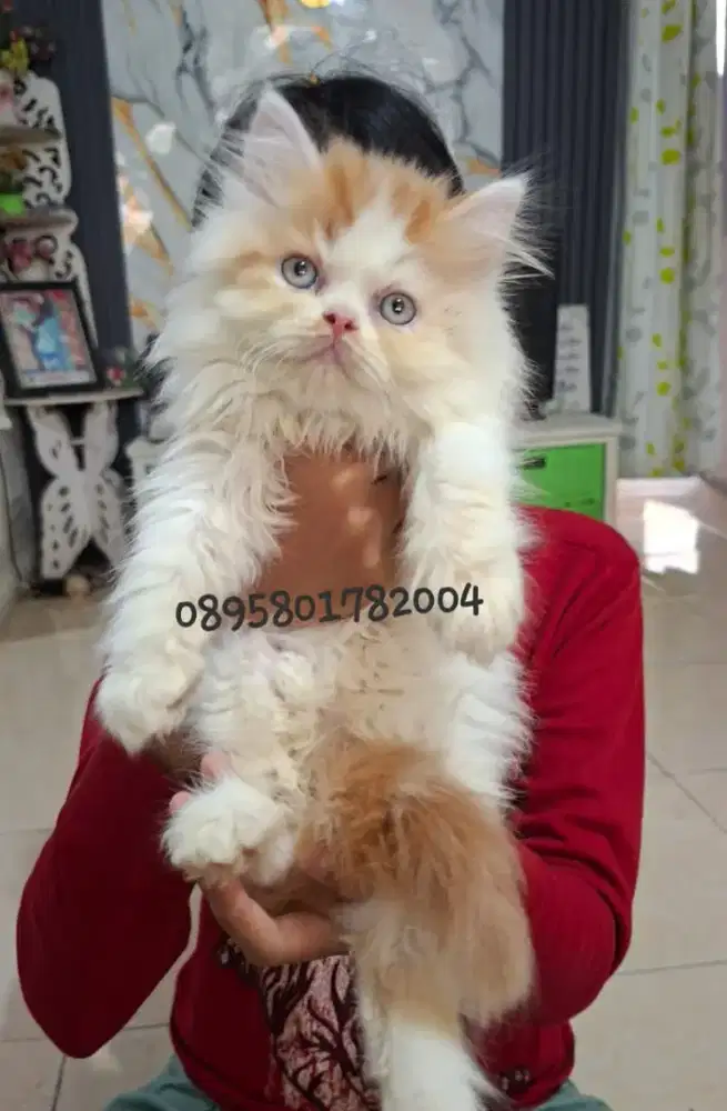 Anak kucing anggora/kitten persial  betina/kucing  persia  jantan