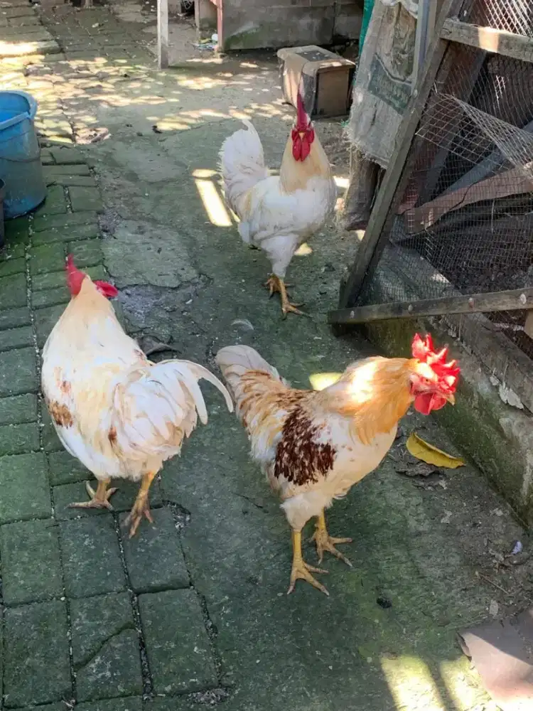 Ayam Jantan Broiler