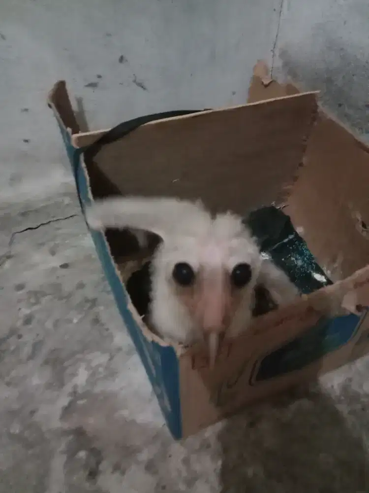 Dijual Anakan burung lolohan