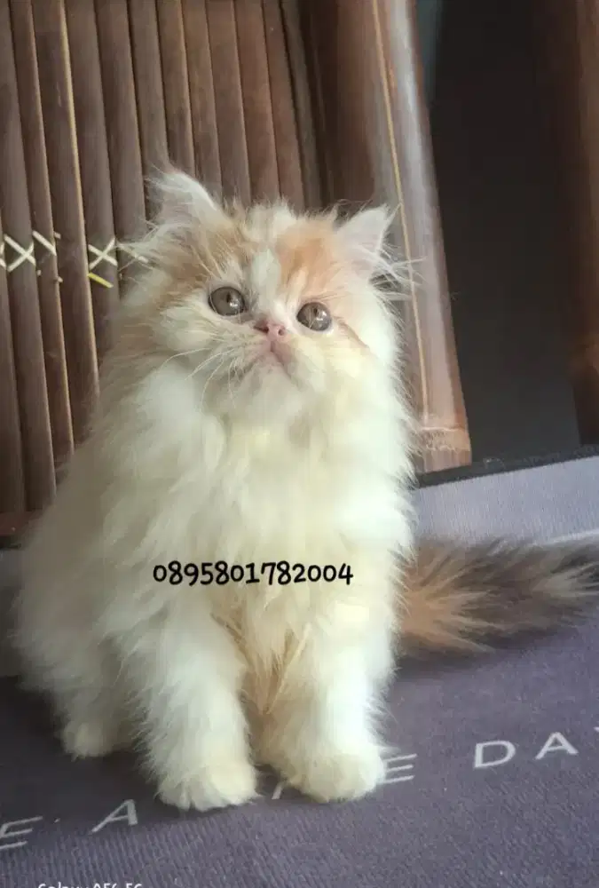 Kucing persia betina/kucing persia flatnose/kitten persia  betina