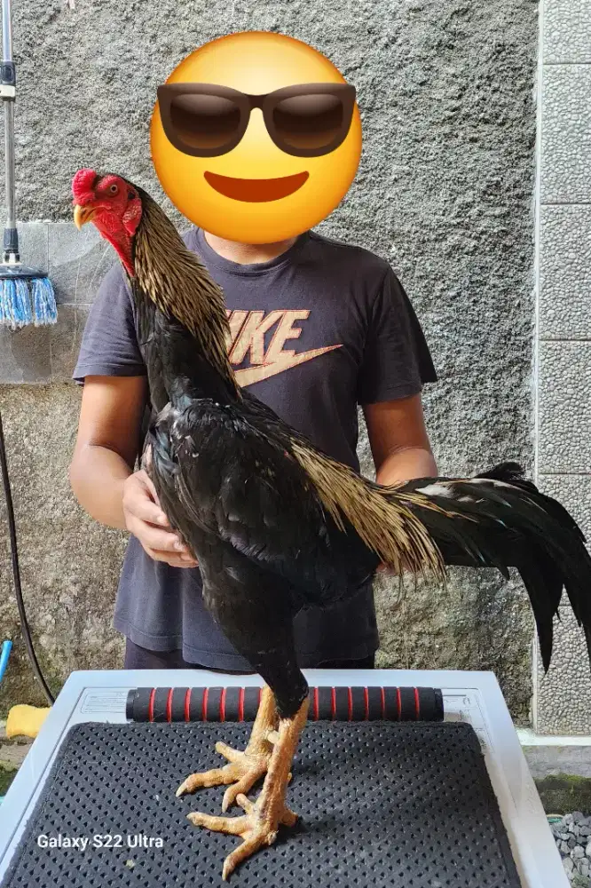 AYAM SHAMO DAN PAKHOY