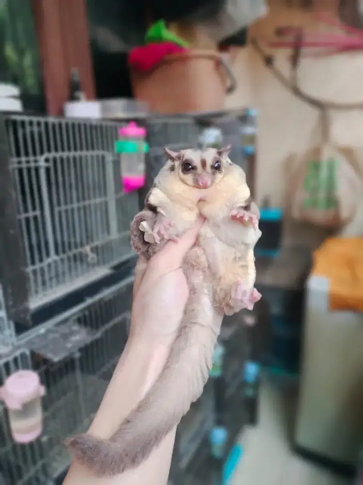 Sugar Glider Obes