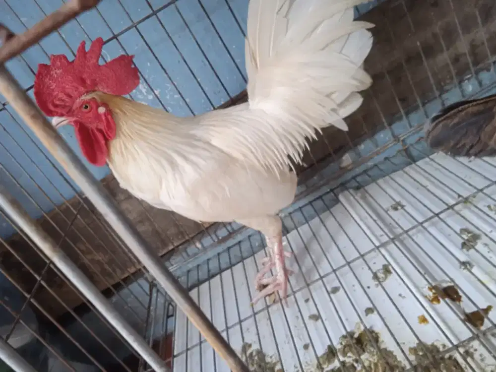 Ayam jantan putih polos kaki bulu dan pacuk putih sehat dan jinak