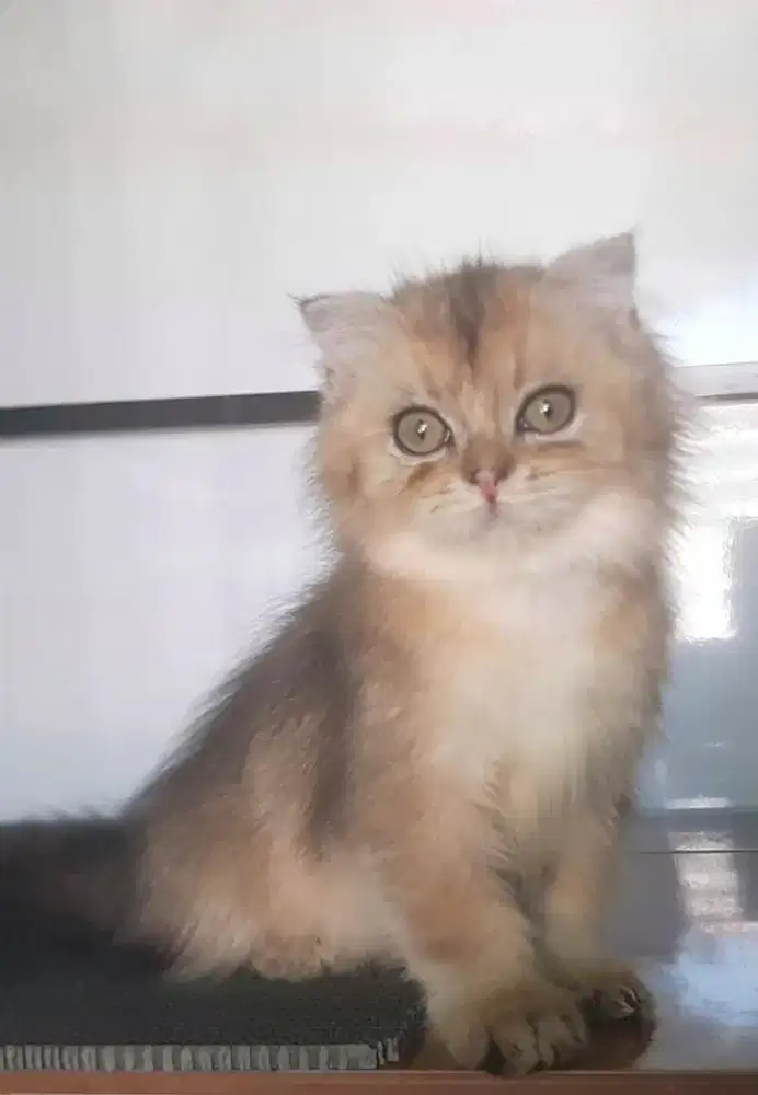 BSH BLH SF BRITISH SHORTHAIR SCOTTISH FOLD MUNCHKIN RAGDOLL PEAKNOSE