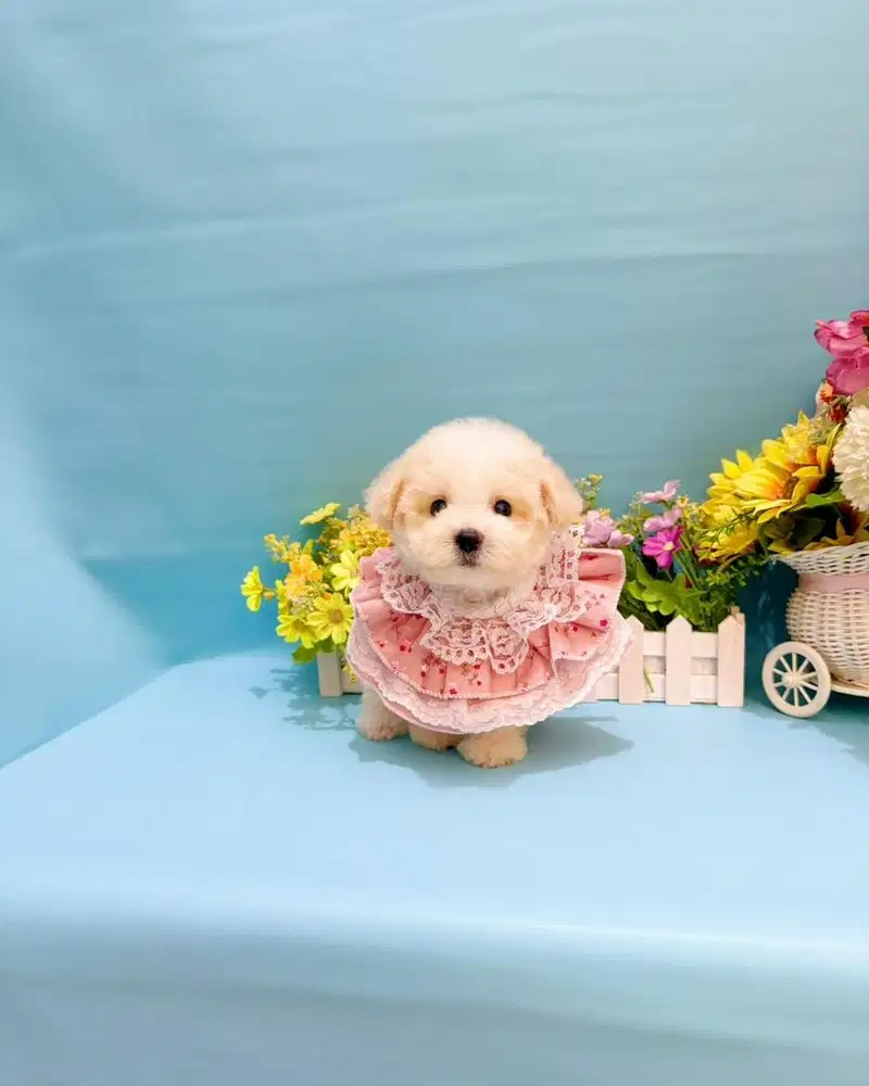 Party poodle female super cure face party putih coklat karkater bagus