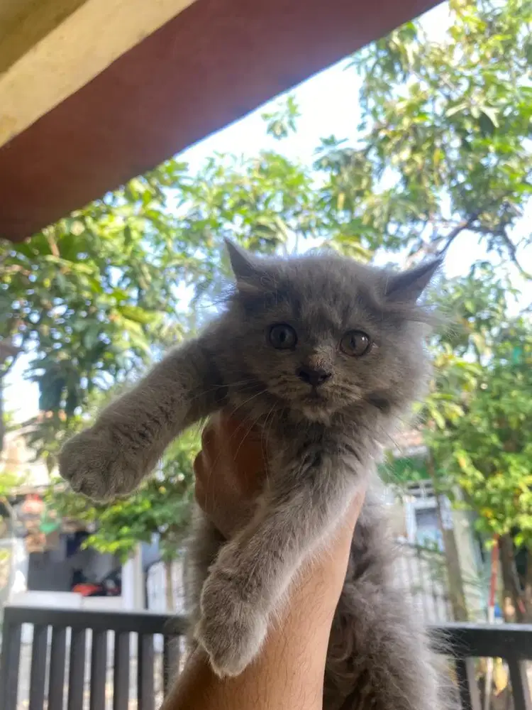 Kucing Persia 2,5 bln