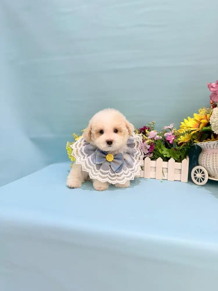 Party poodle male super cute face karkater baik dan manja cakep imut