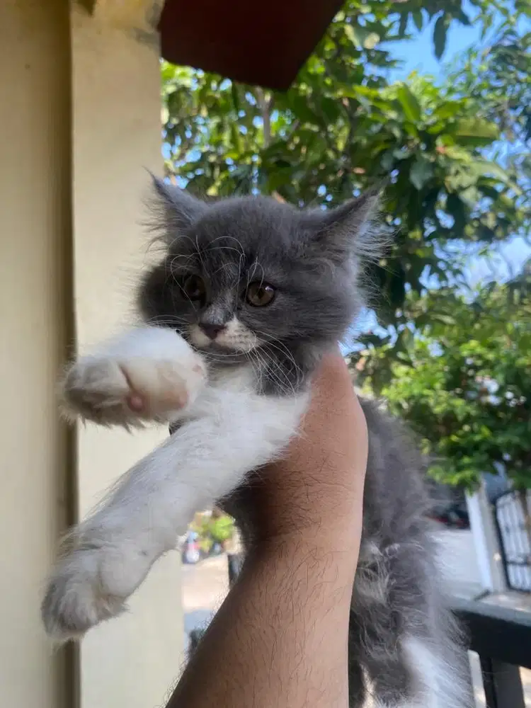 Kucing Persia 2,5bln