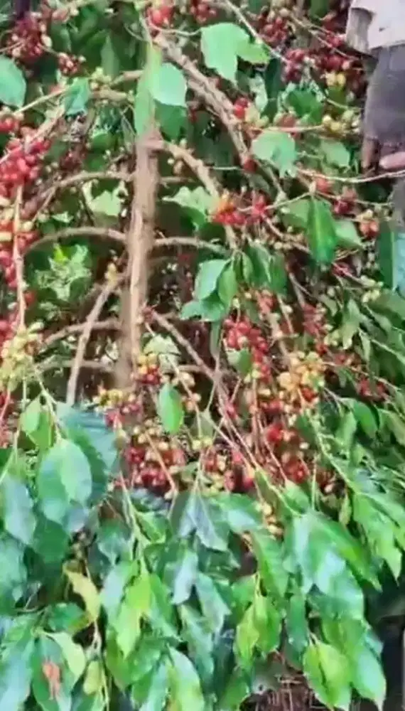 JUAL.MURAH KEBUN KOPI  KAB.BANDUNG