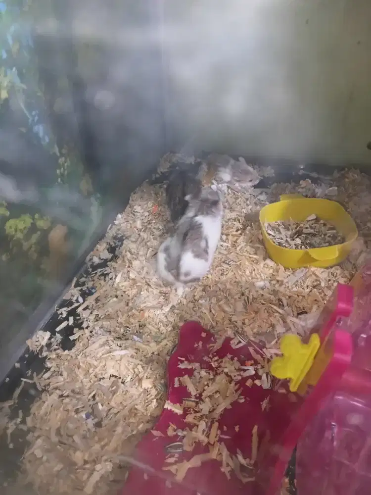 Hamster chambel buangan