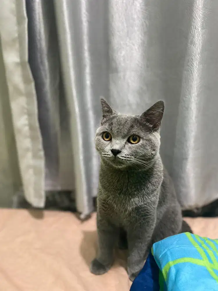 Kucing bsh dan kucing campuran