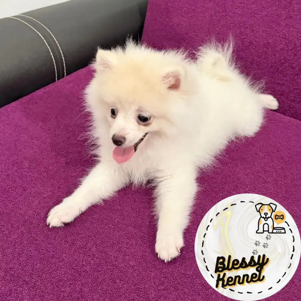 Anjing Minipom / Mini Pomeranian