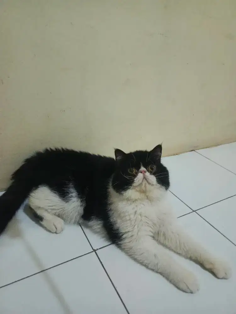 Kucing exo peaknose persia