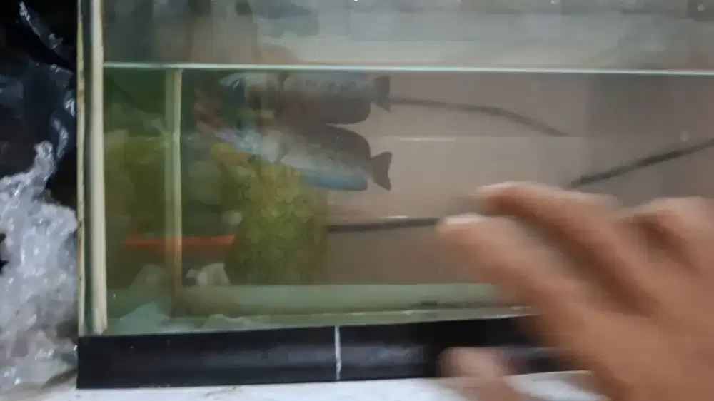 Ikan chana stewarti size 15cm