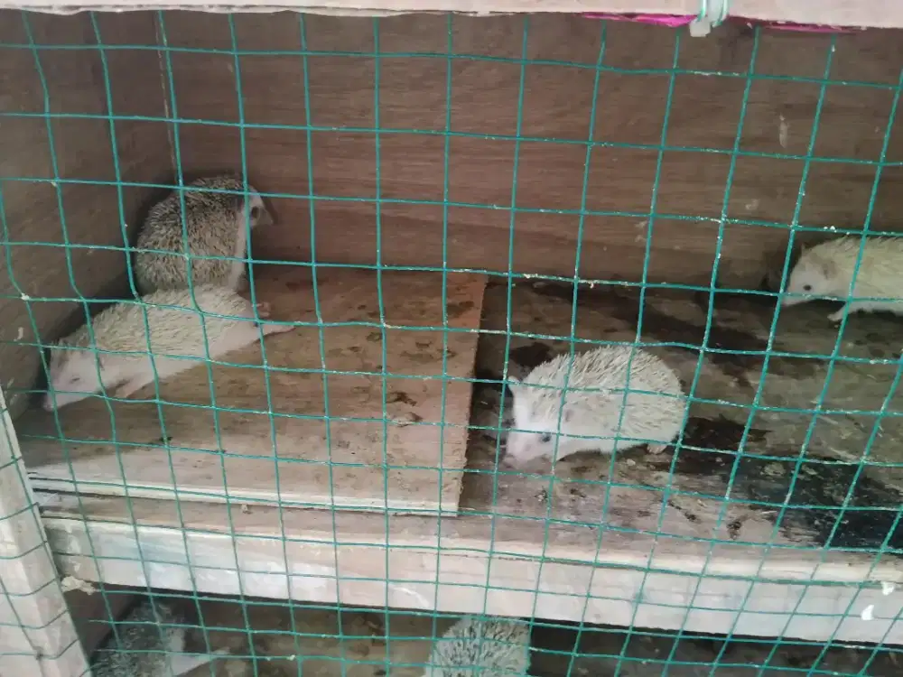 Landak mini jenis albino dll