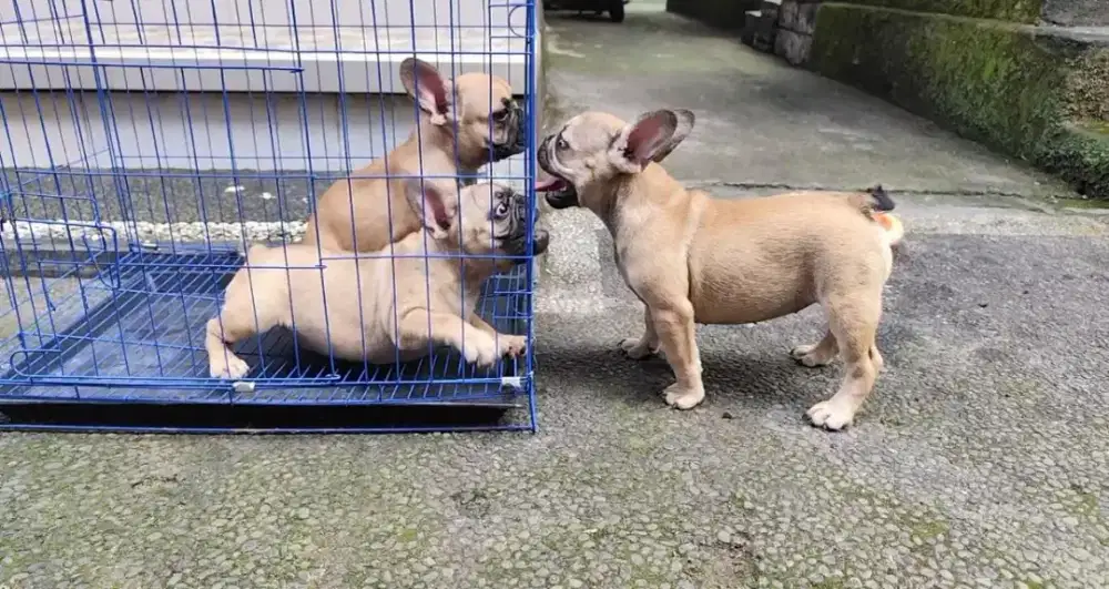 Anjing French bulldog