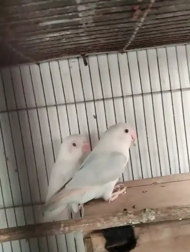 Sepasang burung Lovebird biola Mm x pf mm