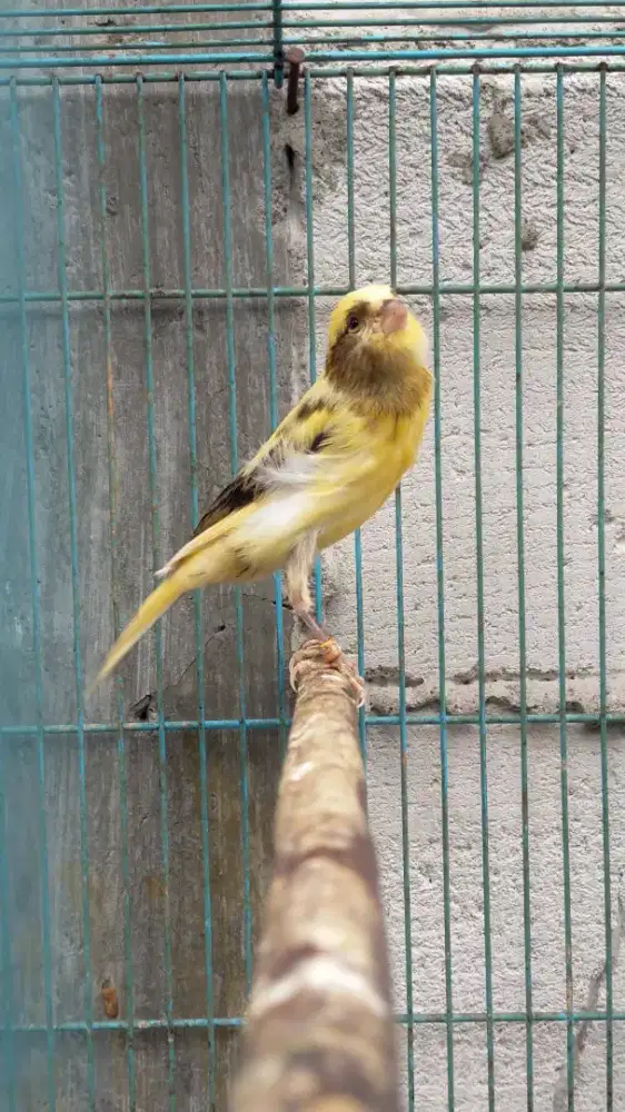 Burung kenari AF trah sf paud jantan