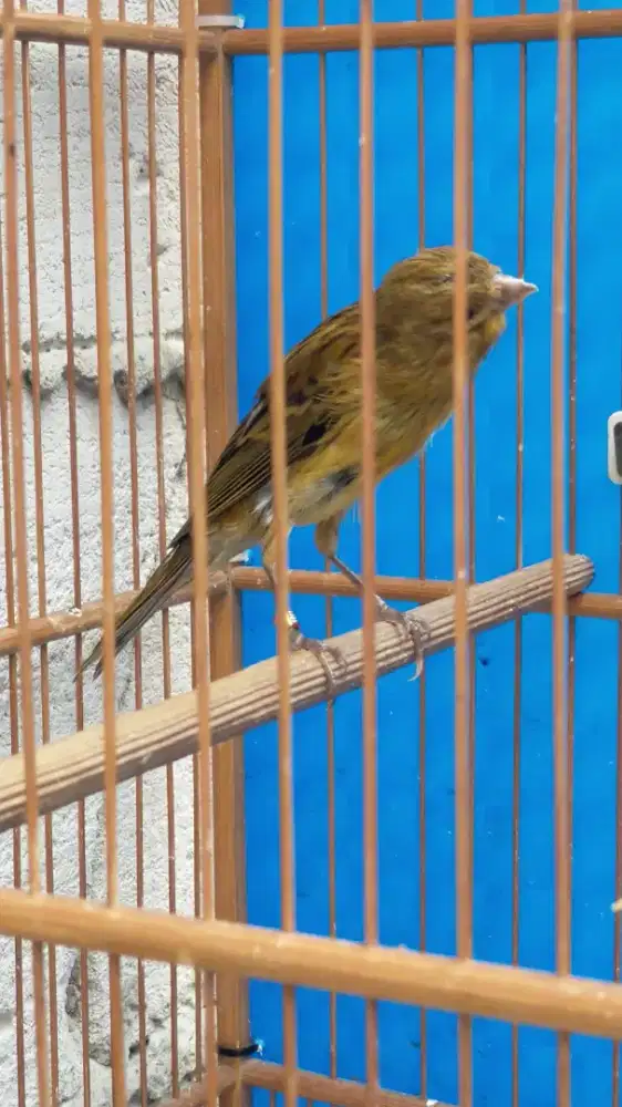 Burung kenari AF Tah Rasmi paud jantan