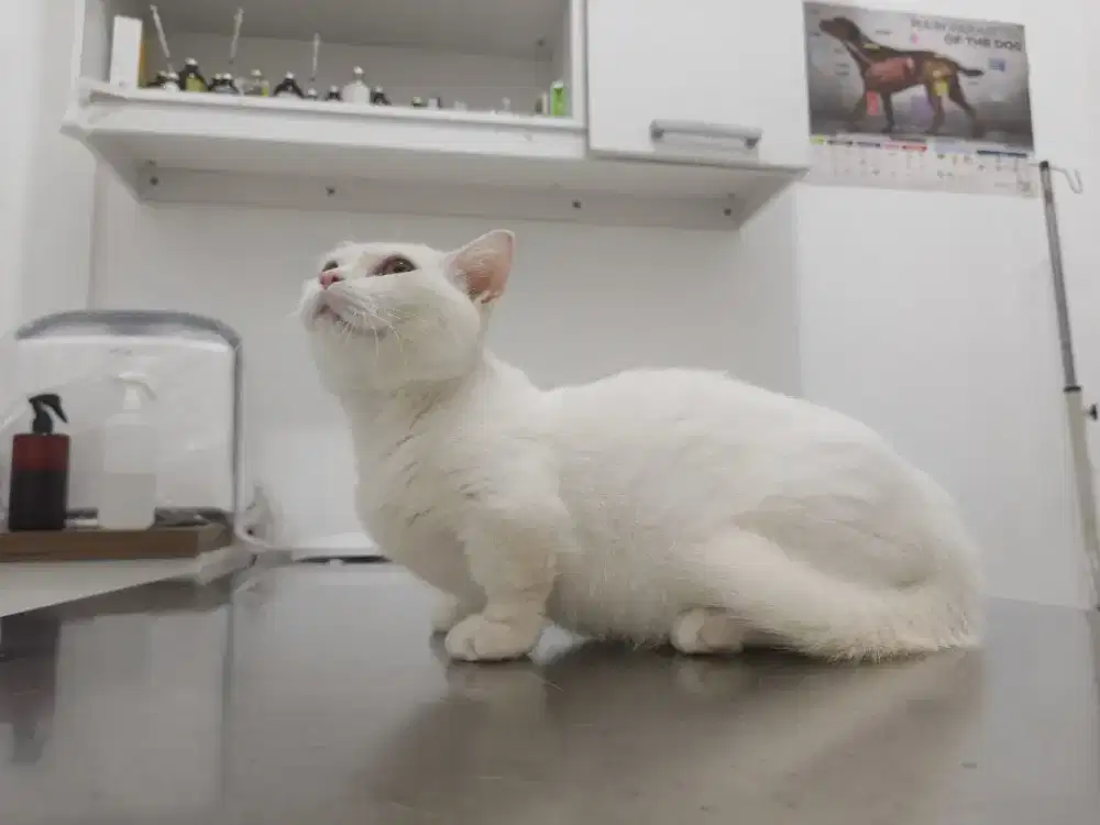 Kucing Munchkin