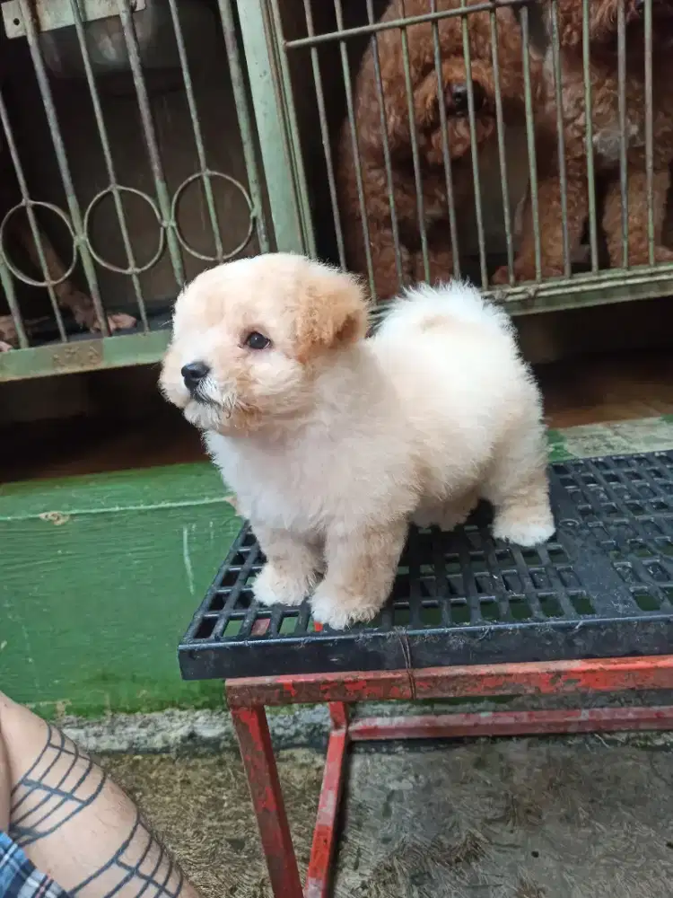 Maltipoo puppy jantan