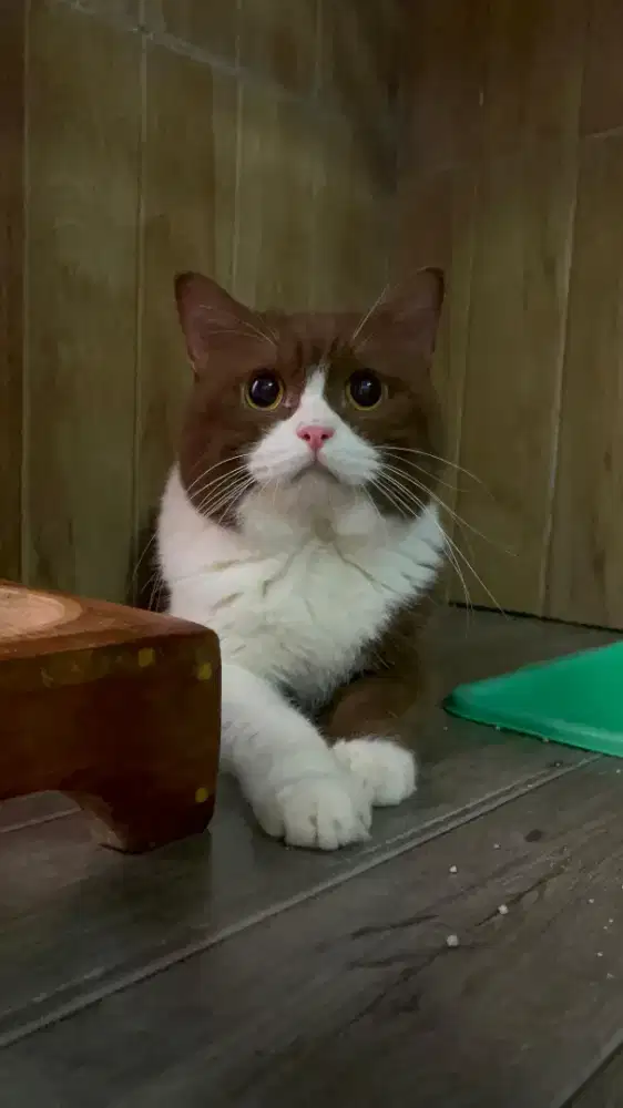 PACAK BRITISH SHORTHAIR / KAWIN BSH / PACAK BSH IMPORT