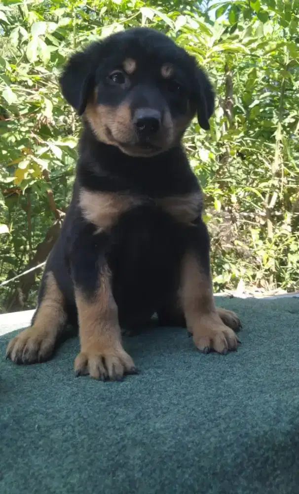 Anakan anjing ras mix