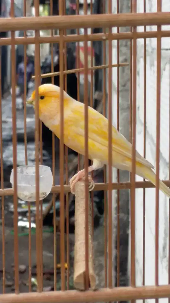 Burung kenari crosbread jantan gacor