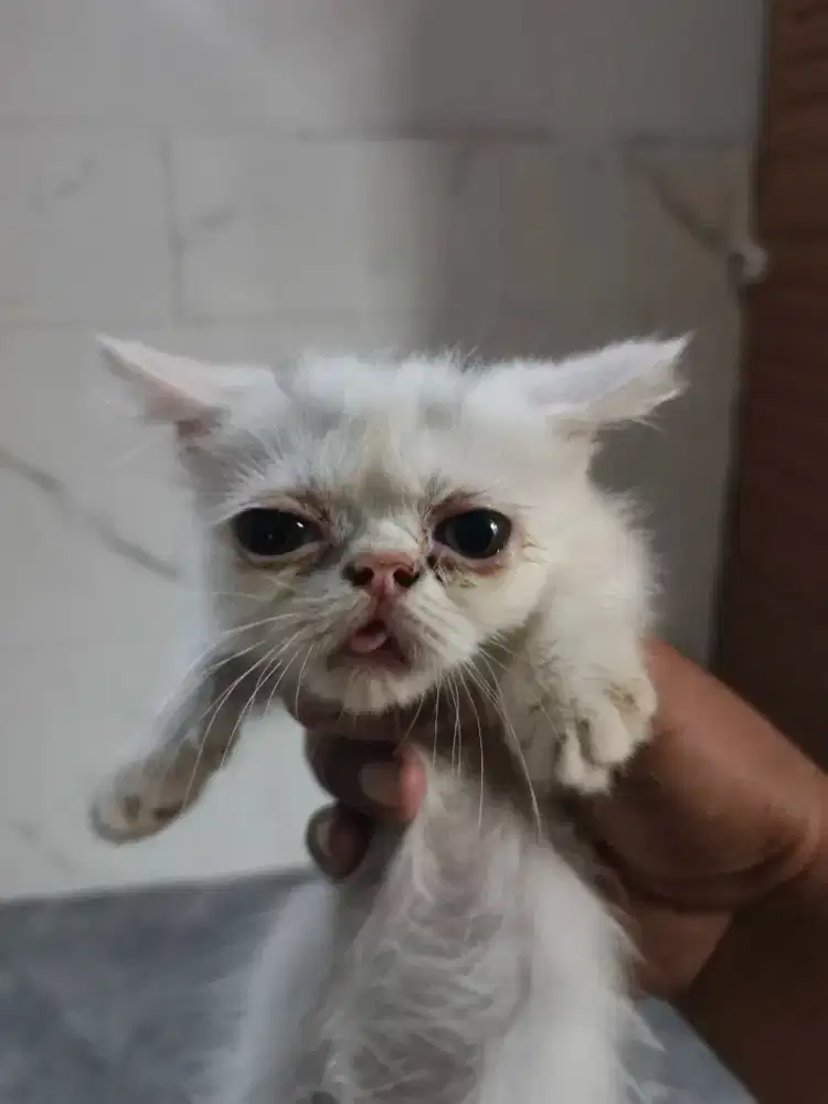 Munchkin minuet peaknose 3bln jantan