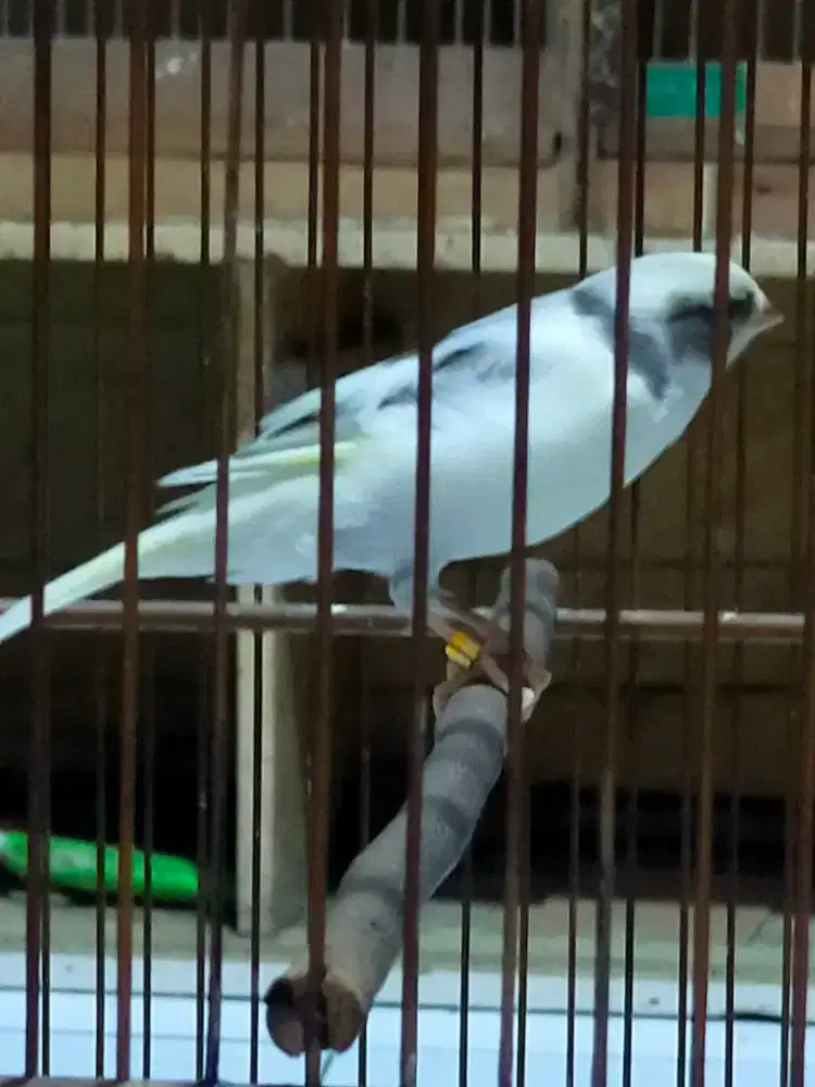 Burung kenari AF trah sf jantan 3/ volume