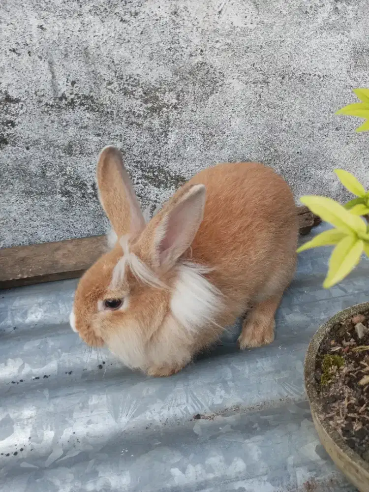 dijual nego kelinci cantik cocok untuk kontes lion head