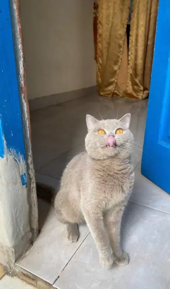 Kucing BSH Lilac Jantan 10 bulan