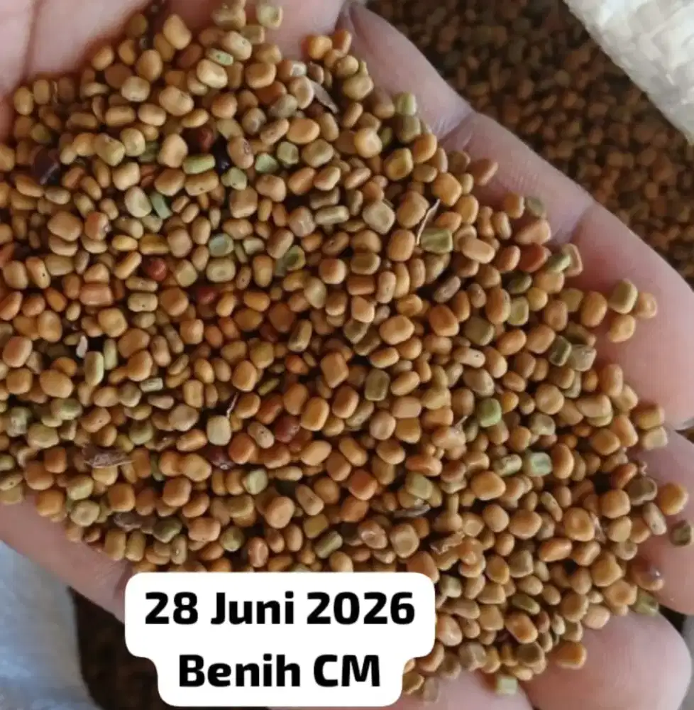 Benih CM 2026 dan CP 2025