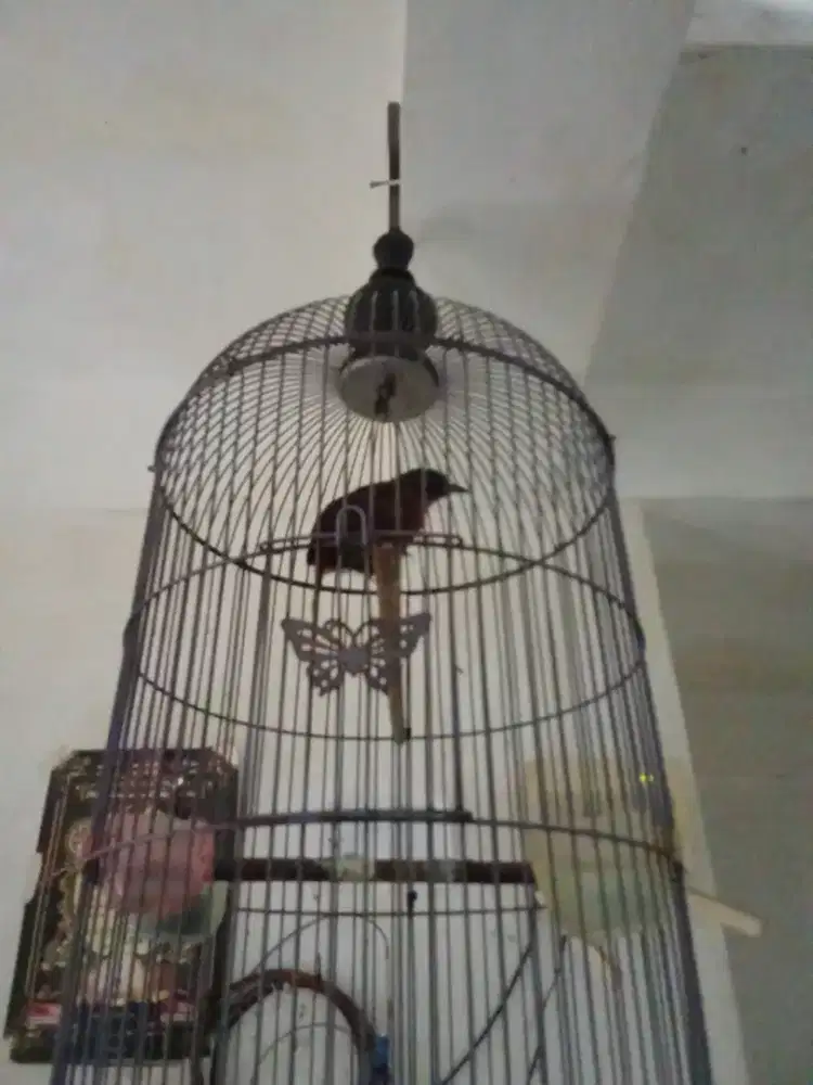 Burung Tepus Masteran