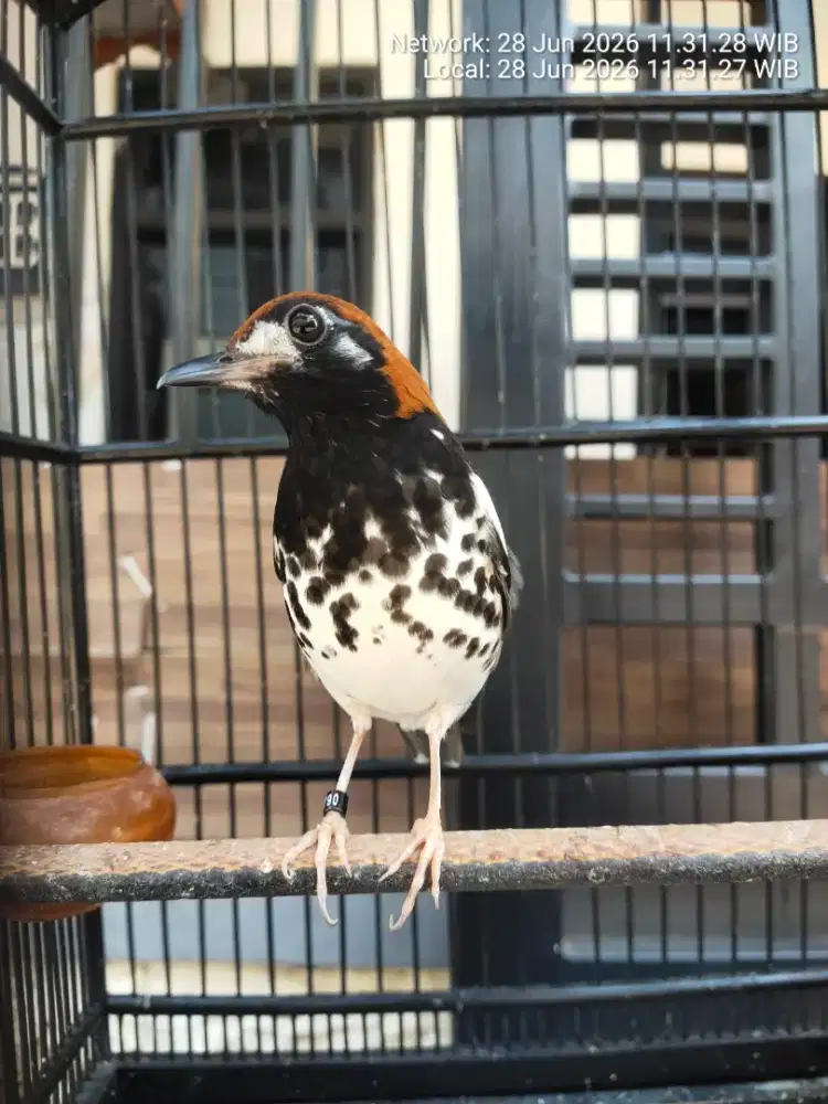 Burung anis kembang ringJGL.mulus
