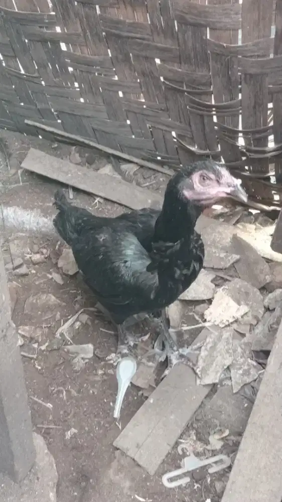 Ayam Bk klasik hasil silangan