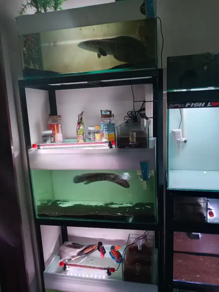 3pcs akurium ikan