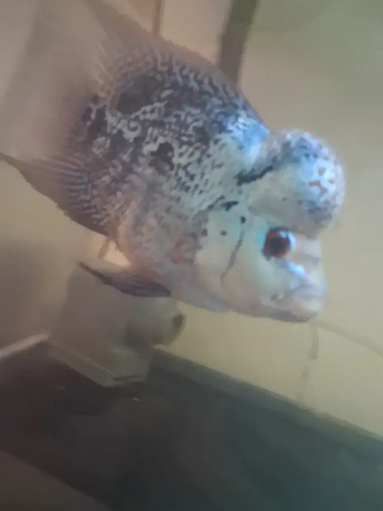 Ikan Louhan size 2 jari lebih
